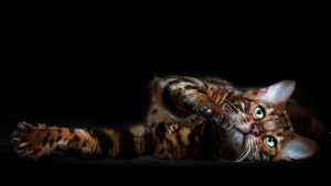 Leopards de elite Aragorn de Lepardland