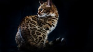 Salembengals La Passion of Lepardland