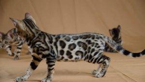 Basati Black Panther of Lepardland