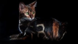 Lepardland Fire On the Road