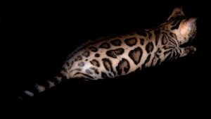 Lepardland Golden Ember