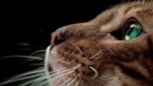 Cuidados del gato bengali: Alimentación, medidas de higiene, vacunas, enfermedades…