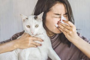 Razas de Gatos Hipoalergénicos