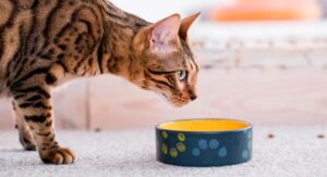 Alimentación del gato bengalí
