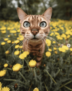 Sukii, la gata bengalí viajera