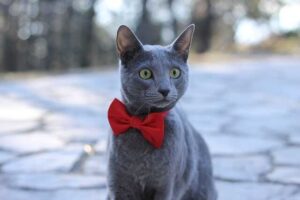 Azul ruso, todo sobre este gato