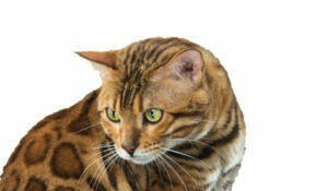 El Gato Bengalí y los Rascadores: Importancia y Recomendaciones