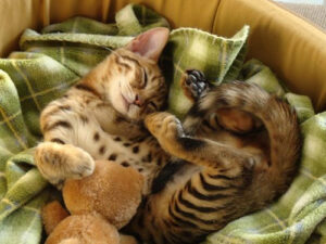 Reproducción del gato bengalí