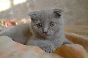 Scottish fold, origen, cuidados y personalidad