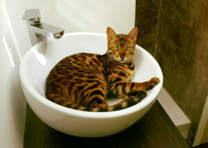 Cómo bañar al gato bengalí