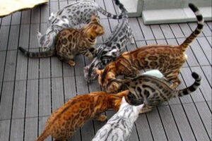 Dieta para un gato bengalí