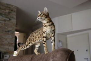 5 cosas que no sabías del gato bengalí
