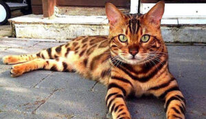 El resfriado en el gato Bengalí