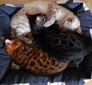 Gatos naranja: todo lo que debes saber