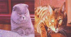 Gato Bengalí vs Scottish Fold