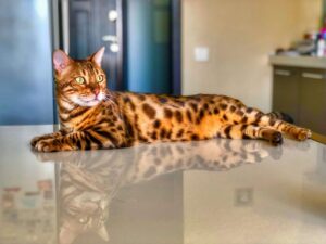 ¿Los gatos bengalíes son más cariñosos?