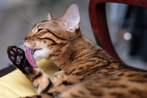 ¿Sabes por qué los gatos se lamen?