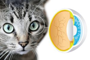 La Taurina y su importancia para los gatos