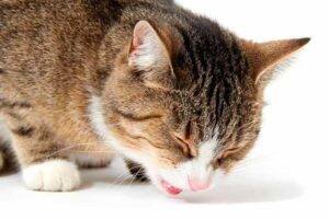 ¿Cómo saber si mi gato tiene asma?