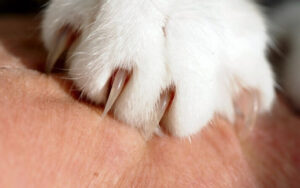 Cómo cortar las uñas a un gato