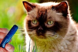 La Diabetes en los Gatos