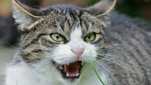 Agresividad en gatos castrados
