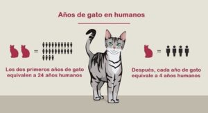 ¿Cuántos años tiene mi gato?