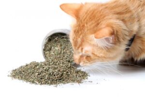 Catnip o menta para gatos