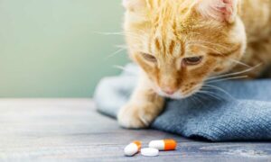 Métodos anticonceptivos para gatos