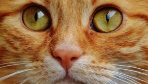 ¿Cómo ven los gatos?