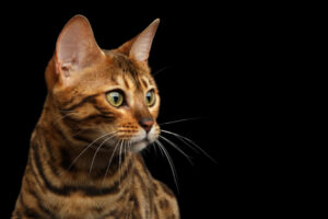Las 10 razas de gatos más bonitos del mundo