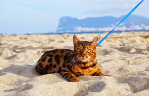 Pasear al gato: ¿Cómo acostumbrarlo a la correa?