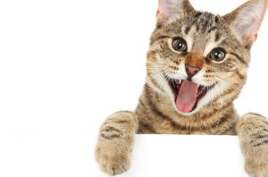 Valeriana para gatos