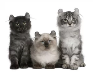 Razas de Gatos de pelo largo