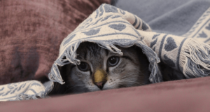 Mi Gato tiene Miedo