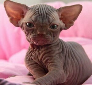 Las 7 razas de gatos sin pelo