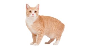 Las 10 razas de gatos más raras