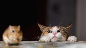 Gatos y roedores juntos
