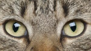 ¿Cómo limpiar los ojos y los oídos de un gato?