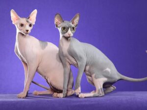 Peterbald: Características y cuidados