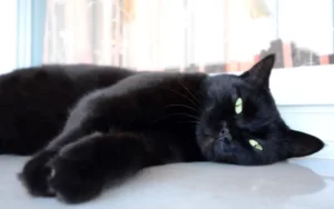 Razas de Gatos Negros