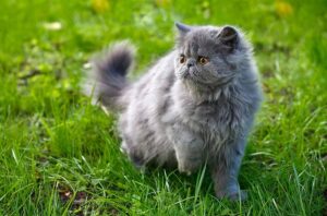 El Gato Persa, orígenes, cuidados y personalidad
