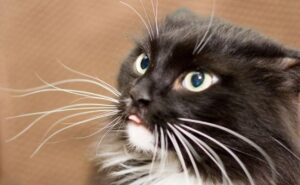 ¿Para qué sirven los bigotes de los gatos?
