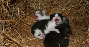 ¿Cuándo abren los ojos los gatos?