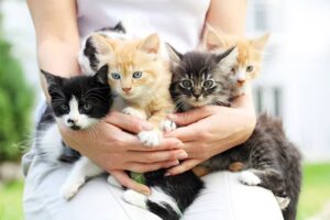 ¿Cuántos gatos puede parir una gata?