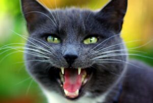 Sonidos que utilizan los gatos para comunicarse