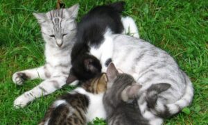 Destete de los gatos: ¿Cómo y cuándo se realiza?