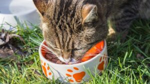 9 Alimentos Tóxicos para los Gatos