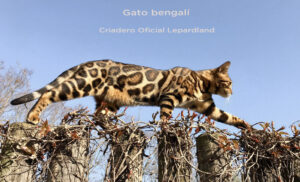 ¿Los gatos de Bengala pierden menos pelo que la mayoría de los gatos?