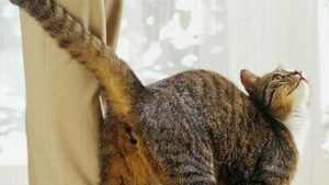 Siéntete honrado cuando tu gato te meta el culo en la cara